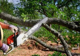 Best Tree Cabling and Bracing  in Denton, NC